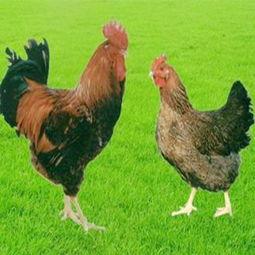 良凤鸡视频,视频揭秘