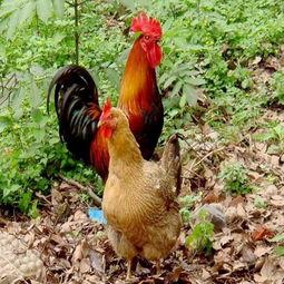 良凤鸡视频,视频揭秘