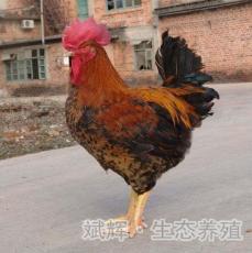 良凤鸡视频,视频揭秘