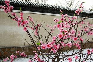 忆梅 李商隐视频,李商隐诗意人生与梅花情缘