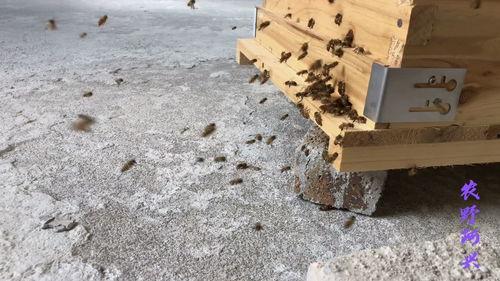 养蜂视频,跟随养蜂视频解锁甜蜜生活奥秘