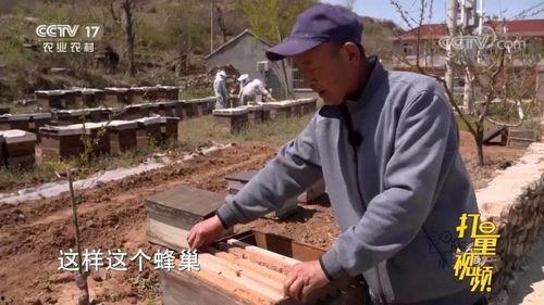 养蜂视频,跟随养蜂视频解锁甜蜜生活奥秘