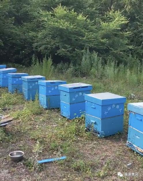 养蜂视频,跟随养蜂视频解锁甜蜜生活奥秘