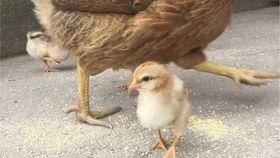 小鸡叫视频,小鸡欢快叫声背后的温馨故事