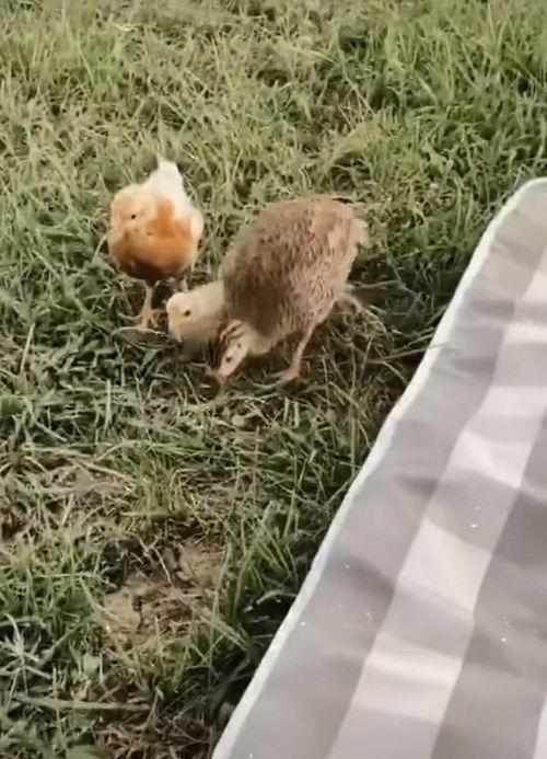 小鸡叫视频,小鸡欢快叫声背后的温馨故事